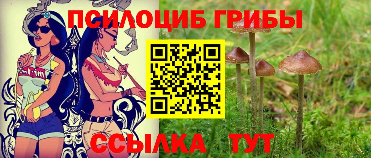 Галлюциногенные грибы Psilocybine cubensis Петрозаводск